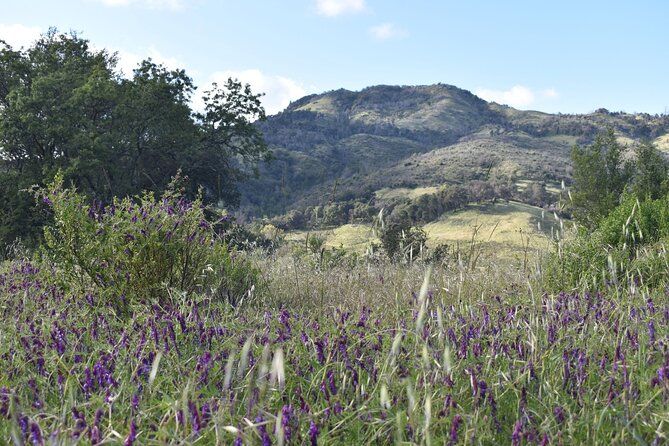 Napa Valley & Sonoma Self-Guided Audio Driving Tour - Calistoga and the story of wine in America