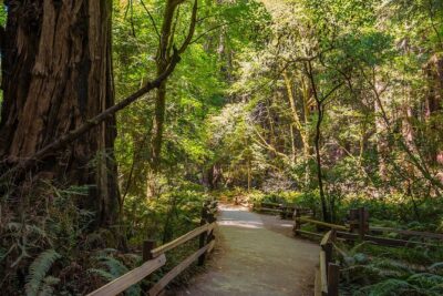 One Day in San Francisco: Alcatraz, Muir Woods, and SF City Tour