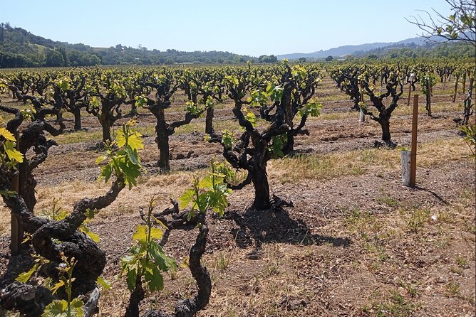 Private Chauffeured Winery Tour - A private start from Napa or Sonoma