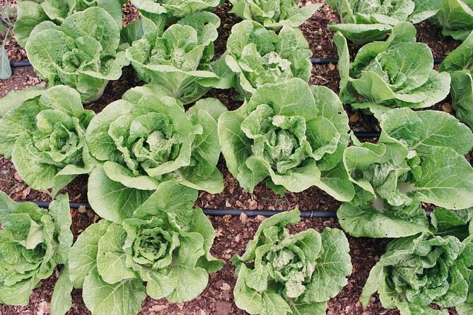 Private Farm Workshop in Napa Valley - Why this farm visit makes a good Napa alternative