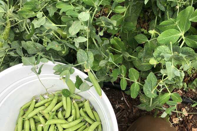 Private Farm Workshop in Napa Valley - Getting your hands dirty with seasonal farm work