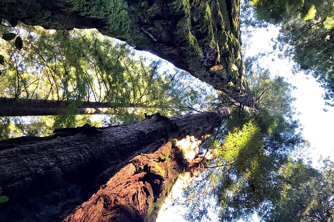 Private Full-Day San Francisco City Tour with Muir Woods (Max 6) - Chinatown, Union Square, and North Beach