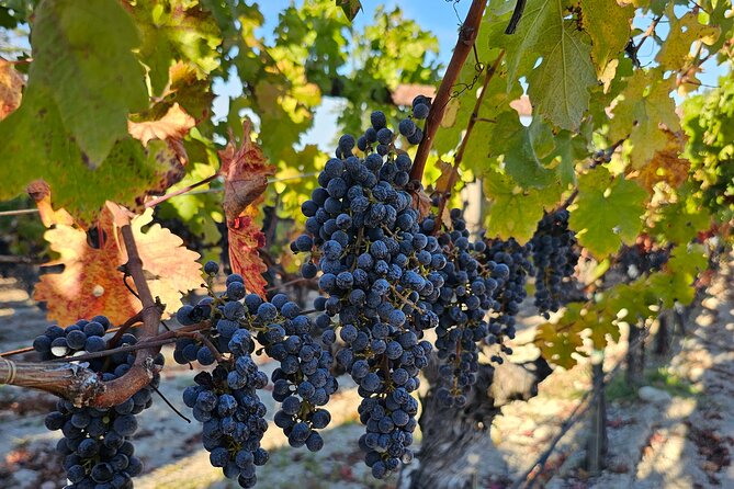 Private Guided Wine Tour of Napa Valley - Choosing famous Napa names