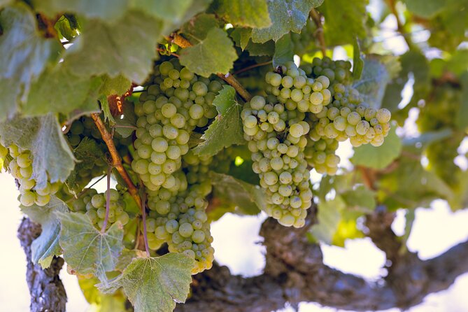 PRIVATE Luxury Transportation Experience - Napa - What a typical five-hour flow feels like