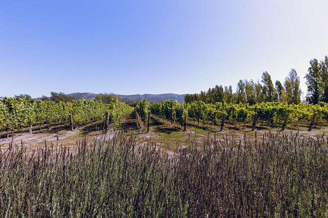 PRIVATE Luxury Transportation Experience - Sonoma - Guides who shape the experience