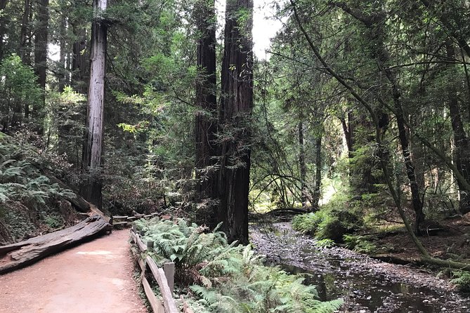 Private Muir Woods and Sausalito Half Day Tour - What the private vehicle adds to the day