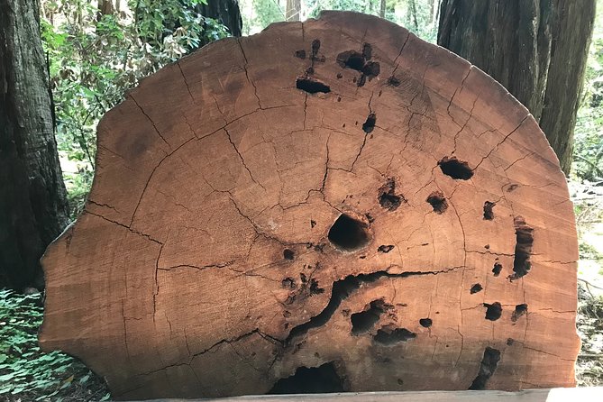Private Muir Woods and Sausalito Half Day Tour - One hour beside the water in Sausalito
