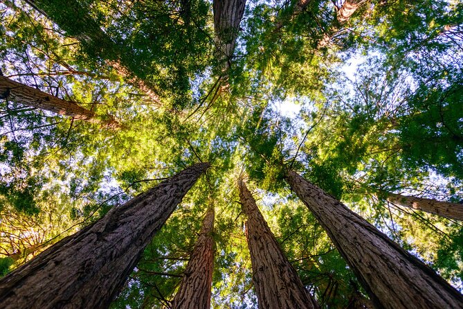 Private San Francisco City Tour and Muir Woods with Sausalito - An hour in Sausalito