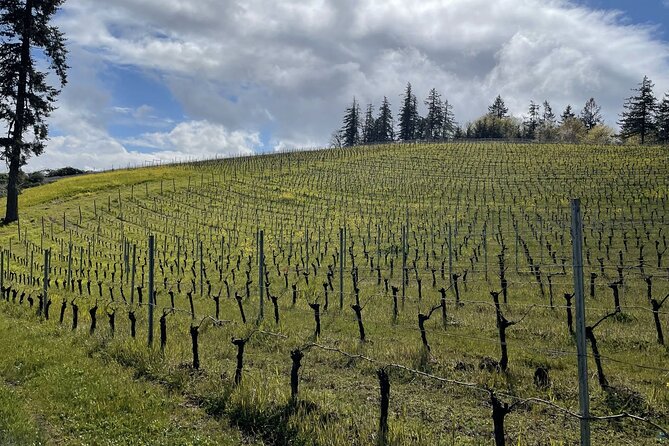 Private Sommelier-led Sonoma or Napa Wine Country Tour in VW Van - Key points at a glance