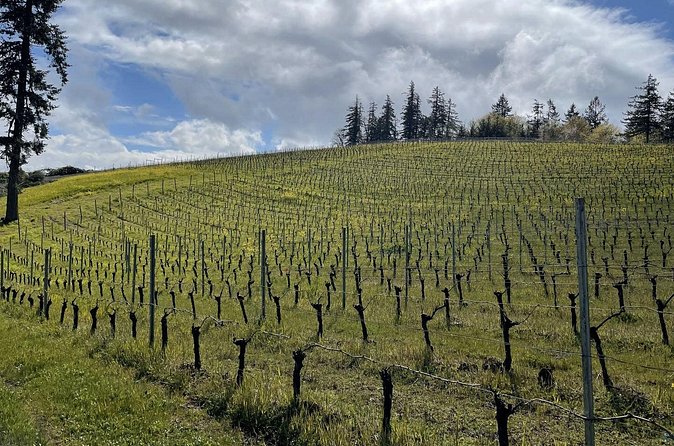 Private Sommelier-led Sonoma or Napa Wine Country Tour in VW Van - Three winery stops, three different tasting settings