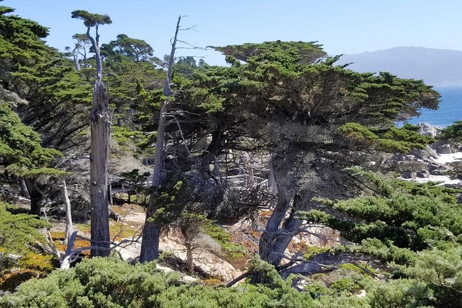 Private Tour to Monterey, Carmel, 17-Mile Drive, Pebble Beach - A full coastal day from San Francisco