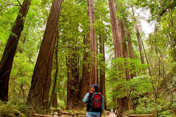 Redwoods of Marin and Mt. Tamalpais Walking Tour with Local Guide - Key points at a glance