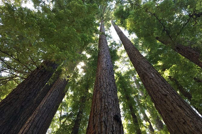 Redwoods of Marin and Mt. Tamalpais Walking Tour with Local Guide - How strenuous is the 3.5-hour outing?