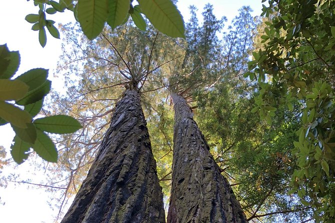 Redwoods of Marin and Mt. Tamalpais Walking Tour with Local Guide - What to bring for the morning