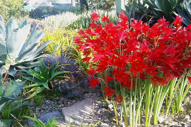 Ruth Bancroft Garden General Admission Ticket - A small garden with a worldwide plant collection