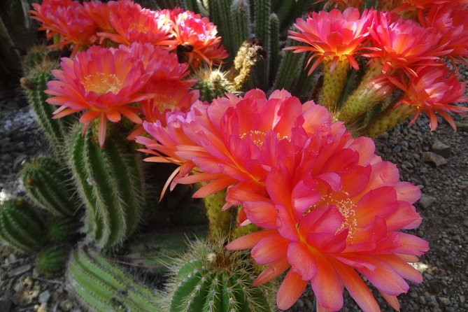 Ruth Bancroft Garden General Admission Ticket - Why the agaves and large specimens matter