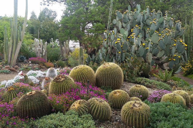 Ruth Bancroft Garden General Admission Ticket - What your 1 to 2 hours will look like