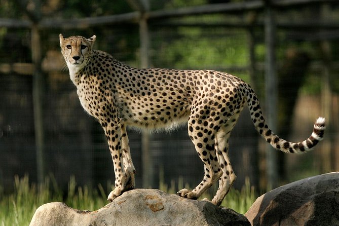 Safari West Sonoma Adventure Tour - What to bring and what to expect