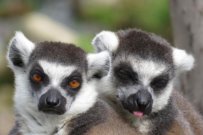 Safari West Sonoma Adventure Tour - Who will enjoy this most