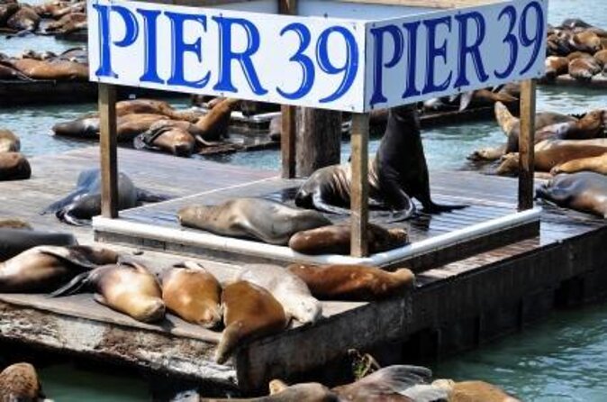 San Francisco - 7D Ride Experience at PIER 39 - Key points to know before you book