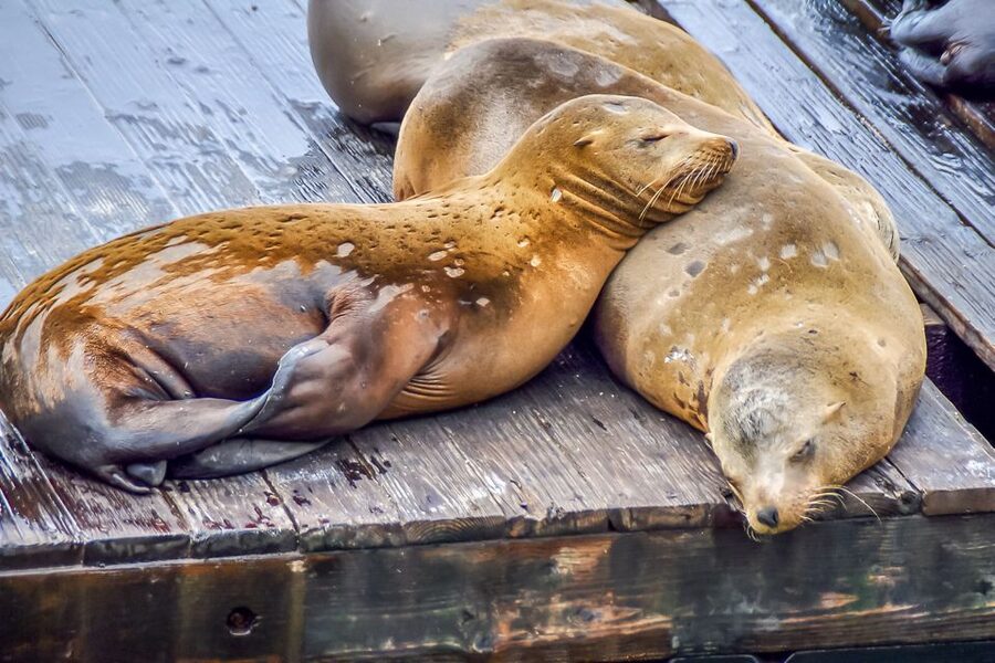 San Francisco: Alcatraz, Fisherman’s Wharf & Optional Extras - Walking to the Alcatraz ferry