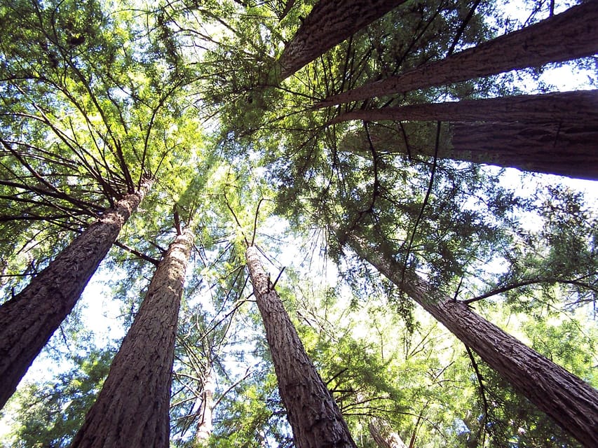 San Francisco: Alcatraz Island & Guided Muir Woods Tour - Practical advice before you book