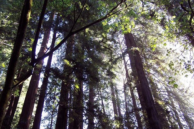 San Francisco: Armstrong Redwoods and Wine Tour with Tastings - Russian River Vineyards and the second tasting