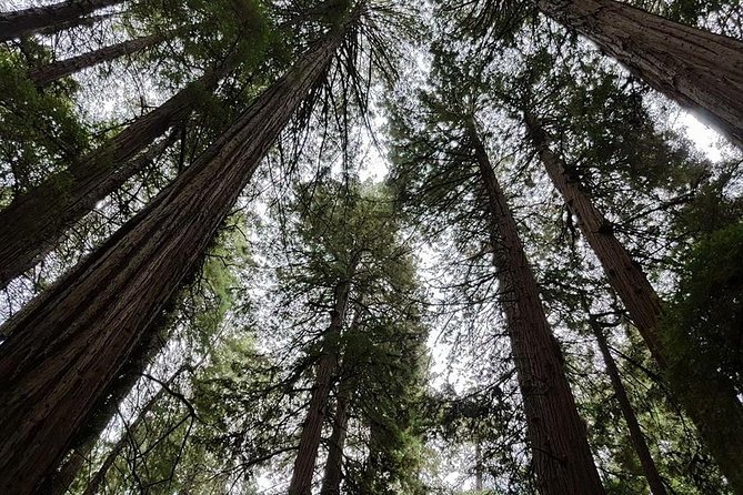 San Francisco: Armstrong Redwoods and Wine Tour with Tastings - Why the transportation is worth paying for