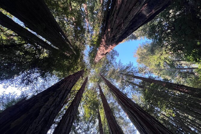 San Francisco Bay Cruise, Muir Woods and Sausalito Combo Tour - One Day, Two Very Different San Francisco Sights