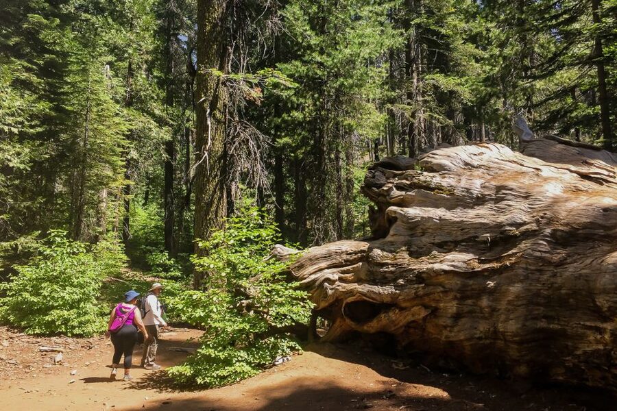 San Francisco: Day Trip to Yosemite with Giant Sequoias Hike - Key points to know before booking