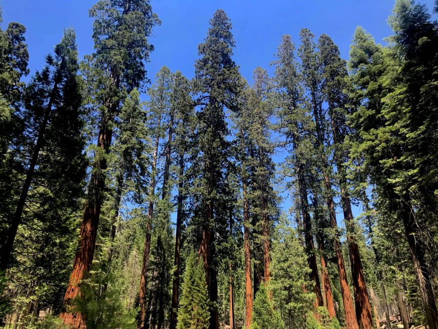 San Francisco: Day Trip to Yosemite with Giant Sequoias Hike - Tunnel View gives you the big picture
