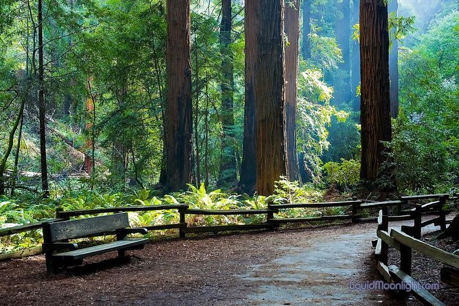 San Francisco Excursion: Guided Tour to Muir Woods and Sausalito - Why Muir Woods is worth the half-day trip