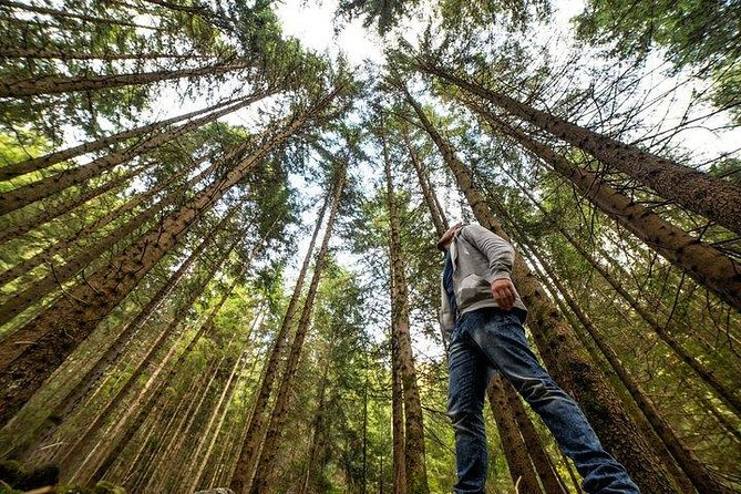 San Francisco Excursion: Guided Tour to Muir Woods and Sausalito - Ninety minutes among the redwoods