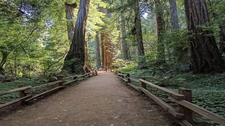 San Francisco: Full-Day City Tour w/ Muir Woods & Sausalito - Key points to know before booking