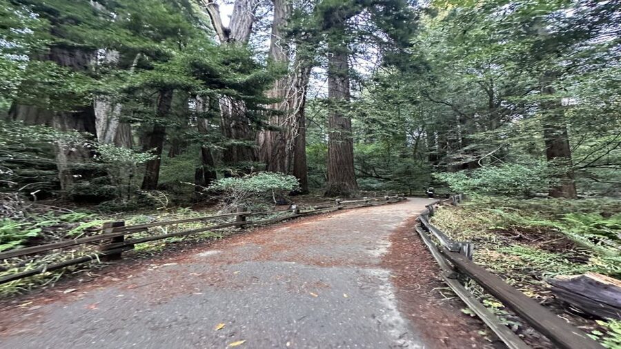 San Francisco: Full-Day City Tour w/ Muir Woods & Sausalito - Walking among the old redwoods in Muir Woods
