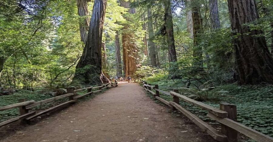San Francisco: Full-Day City Tour w/ Muir Woods & Sausalito - From Union Square to Chinatown and Nob Hill