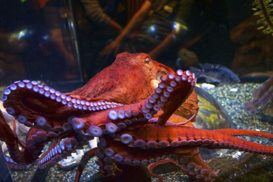 San Francisco: Go City All-Inclusive Pass 30+ Attractions - How much can you really save?