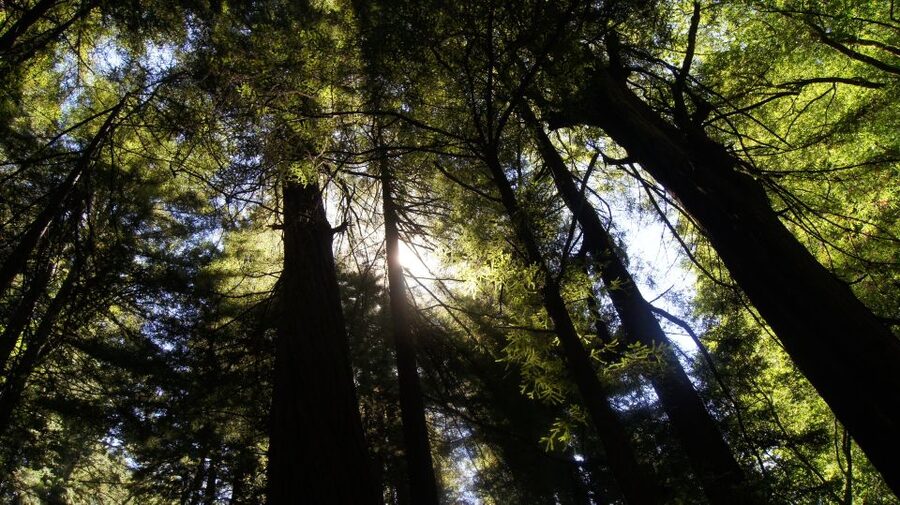 San Francisco: Guided Coastal Redwoods & Wine Country Tour - Key points to know before booking