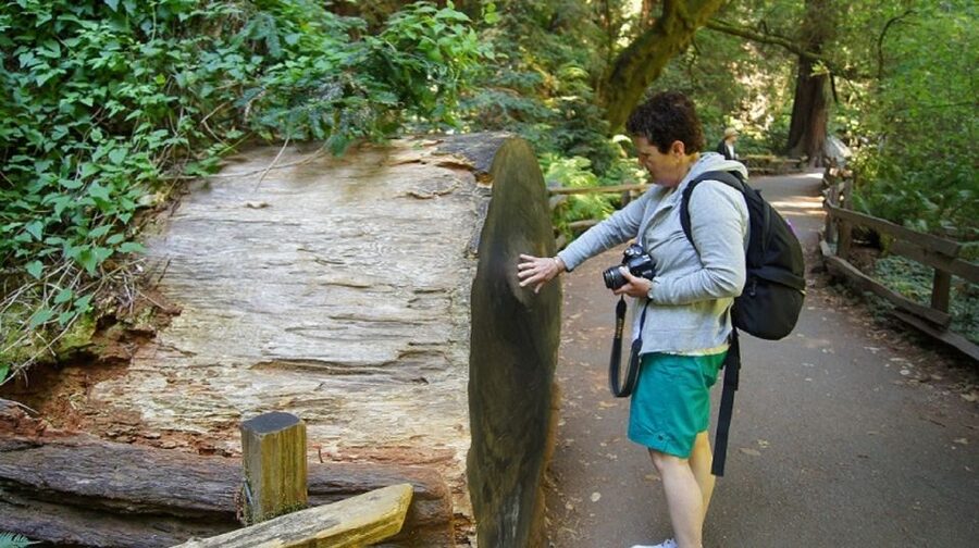 San Francisco: Guided Coastal Redwoods & Wine Country Tour - From Fisherman’s Wharf to the Golden Gate Bridge
