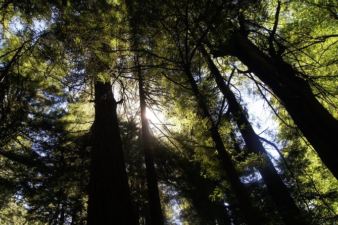 San Francisco: Guided Muir Woods Tour & Hop-on Hop-off Bus Tour - Is $140 a fair price?