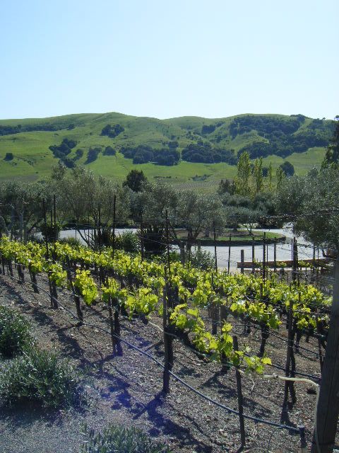 San Francisco: Half-Day Wine Country Tour with Wine Tastings - The return across the bridge