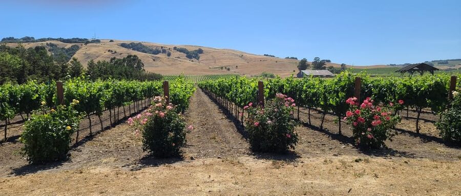San Francisco: Half-Day Wine Tour with 2 Tastings Included - Who will enjoy this Sonoma outing