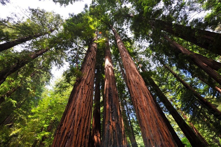 San Francisco: Hop-On Hop-Off + Muir Woods Tour - Key points to know before booking
