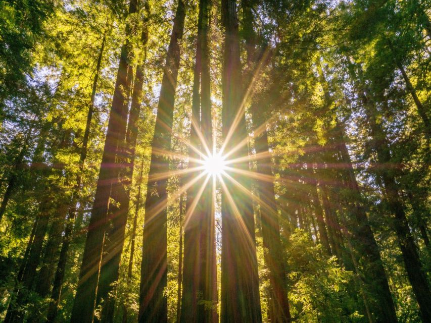 San Francisco: Hop-On Hop-Off + Muir Woods Tour - Golden Gate views from the city route