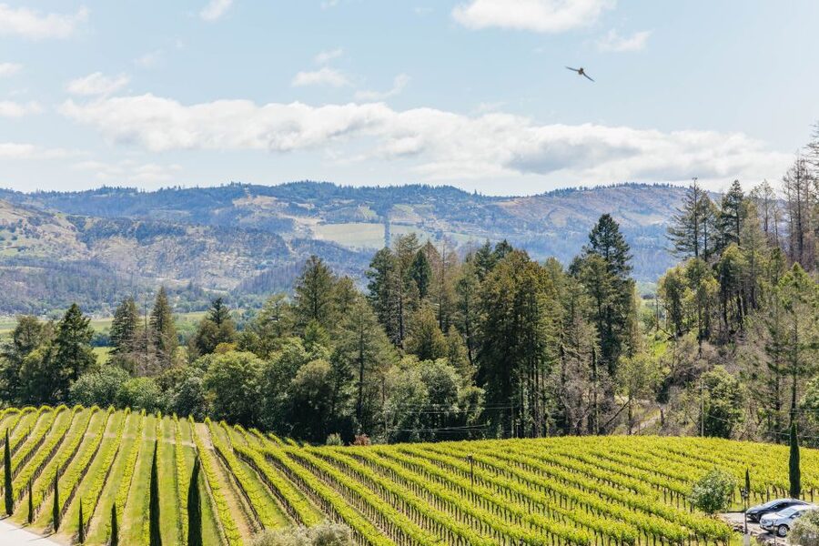 San Francisco: Luxury Small-Group Wine Tour of Napa Valley - V. Sattui Winery and a seated tasting