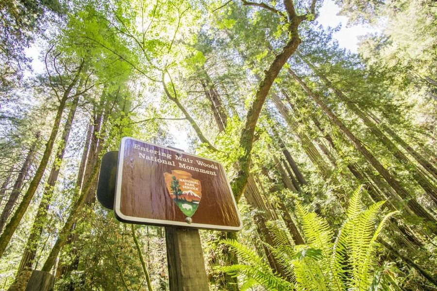 San Francisco: Muir Woods and Sausalito Experience - Walking beneath Coast Redwoods in Muir Woods