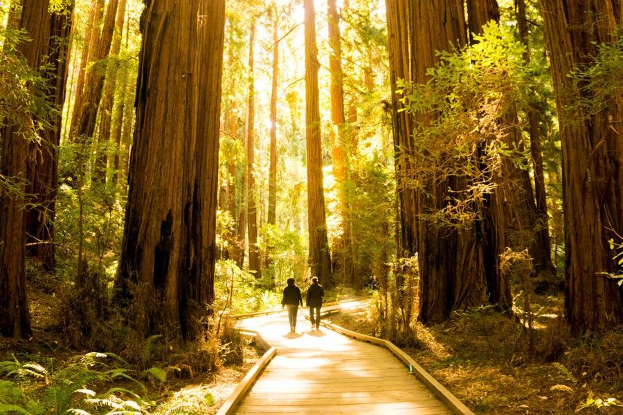 San Francisco: Muir Woods and Sausalito Experience - Is $99 a fair price?