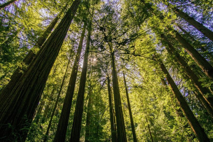 San Francisco: Muir Woods and Sausalito Experience - Should you book the Muir Woods and Sausalito Experience?