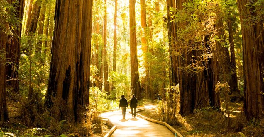 San Francisco: Muir Woods and Sausalito Experience - Along Route 1 toward the redwoods