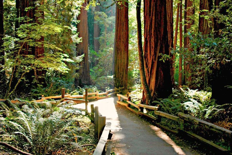 San Francisco: Muir Woods and Sausalito Half-Day Trip - Should you book the Muir Woods and Sausalito trip?
